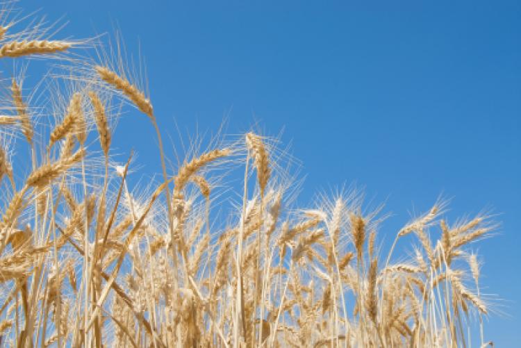 Field of wheat with blue sky in the background Click to see more detail. Field of wheat with blue sky in the background
