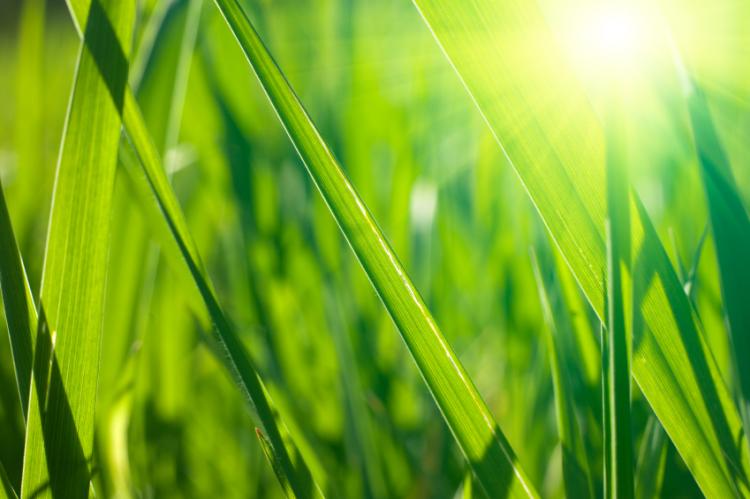 Closeup on fresh spring grass with warm sunlight