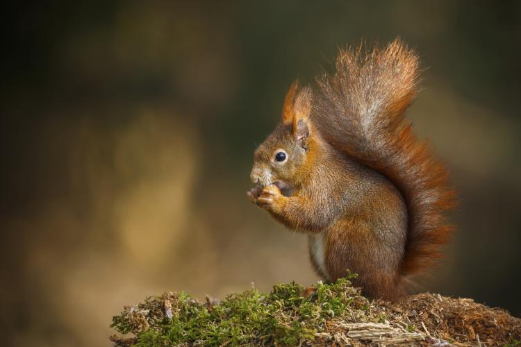 Red squirrel in the forest.