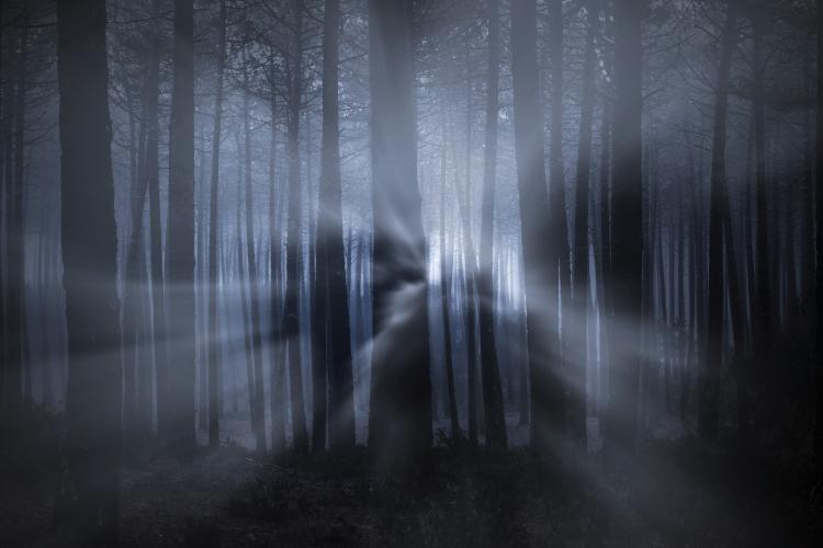 Faint light passing through trees. Click to see more detail. Faint light passing through trees.