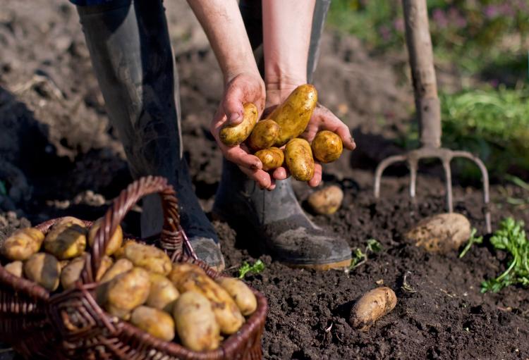 Freshly dug potatoes at a farm.