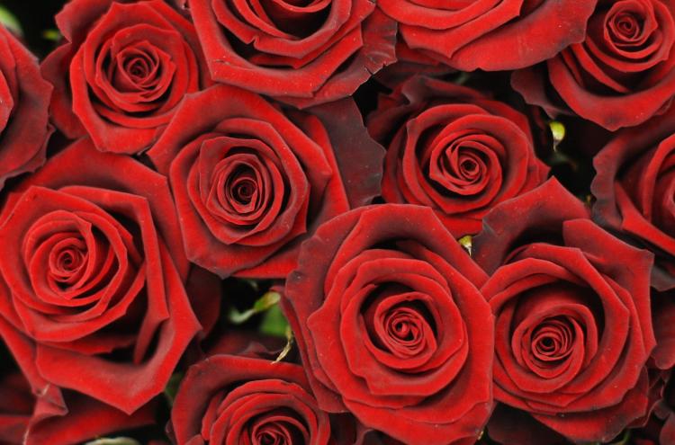 Røde roser er en favoritt til valentines.