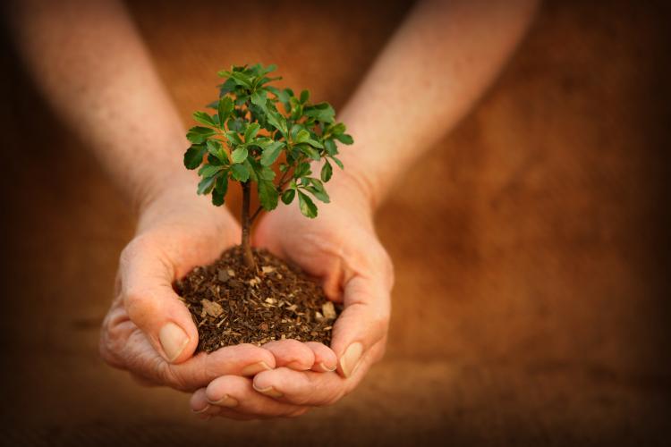 Small tree cupped in adult hands