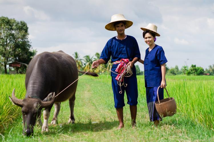 International Year of Family Farming