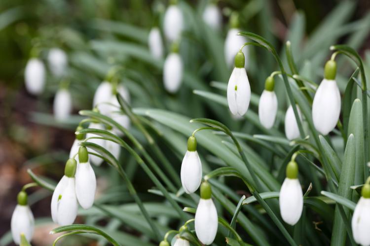 Closeup of closed snowdrops (galanthus) flowerheads in spring