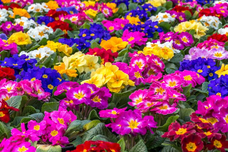 Central focus on a group of brightly colored Primroses.