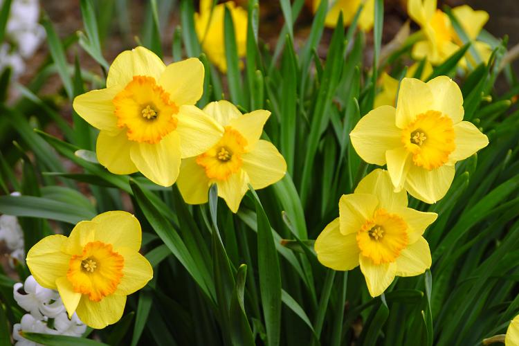 Yellow daffodils representing March's birth flower.