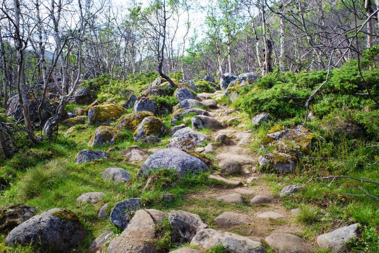 Vårgrønn bjørkeskog med sti.
