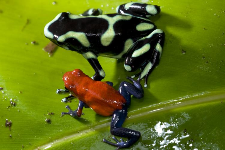 Frogs on a leaf.