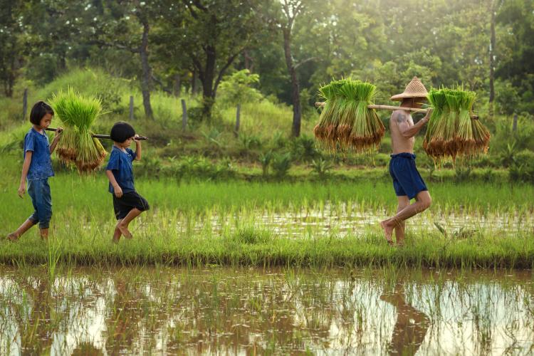 Two children walking behind their father on the rice fields with bales of hay on their shoulder.