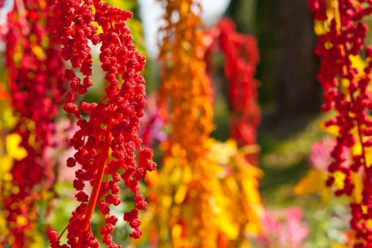 Colorful quinoa tree.