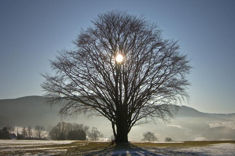 The Sun shining through a naked tree in winter.