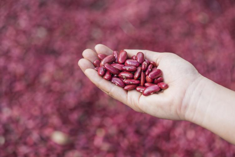 Farmer holding kidney beans in her hand.