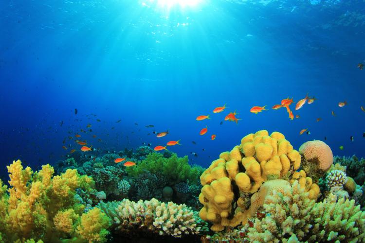 Tropical Fish and Coral Reef in Sunlight.