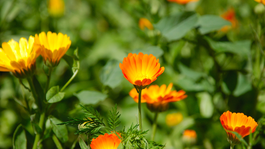 Orange calendula, the birth flower of October. Orange calendula, the birth flower of October.