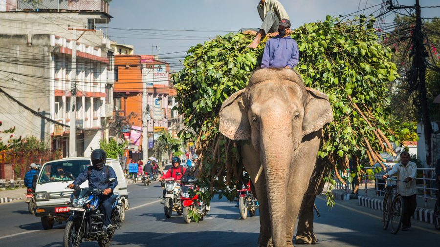 Elephant carrying large load of leaves a busy road in central Kathmandu in Nepal.