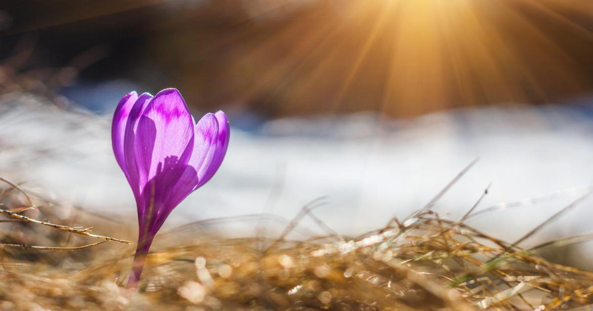 [Image: crocus-spring-equinox.jpg?1]