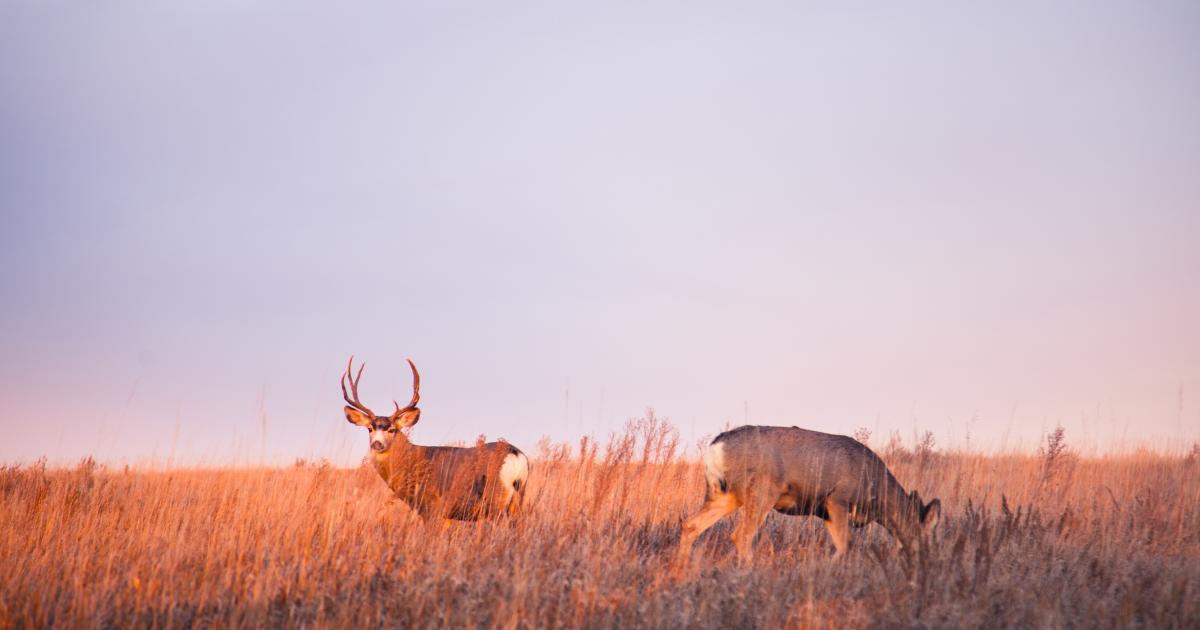 Hunter 2023 Calendar Hunter's Moon Or Harvest Moon In October