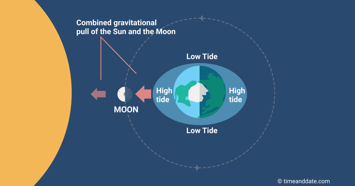 Illustration showing how the gravitational force of the Sun and Moon act together and create spring tides at New Moon and Full Moon.