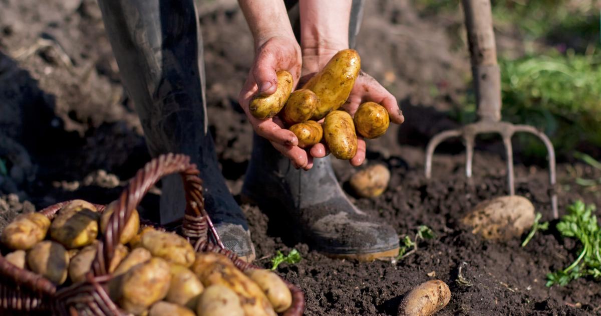 2008 – UN Year of the Potato