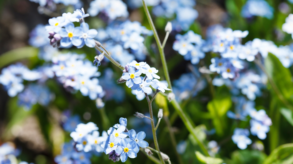 9-september-forget-me-not.jpg?1