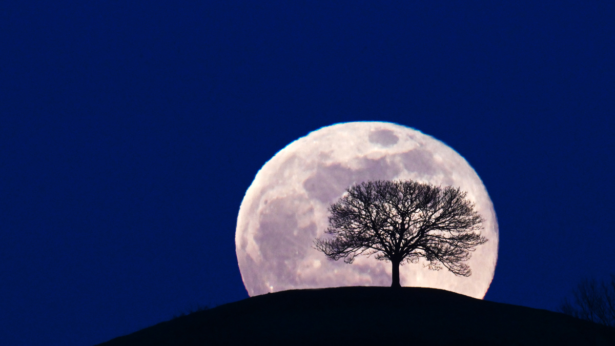 Silhouette of a tree on a hilltop with a bright, Full Moon in the background and a deep blue sky.