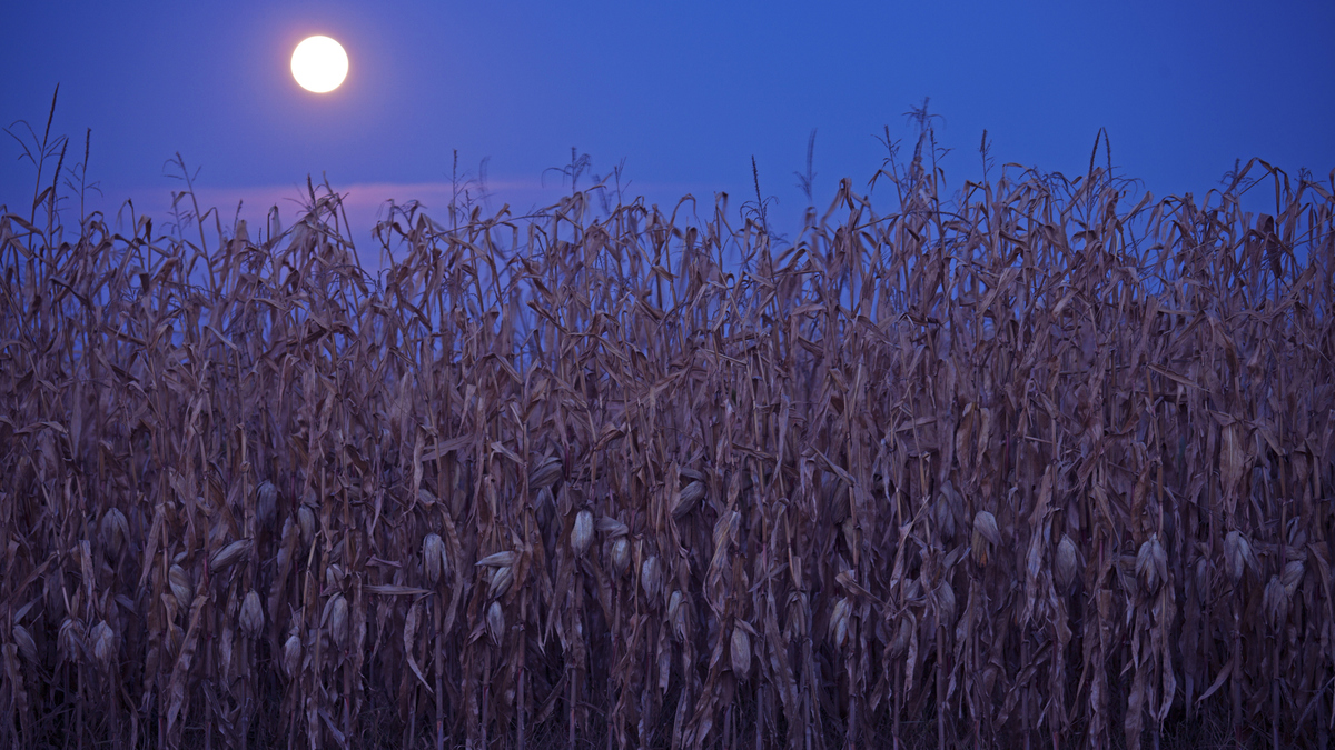 Harvest Moon or Full Corn Moon in September