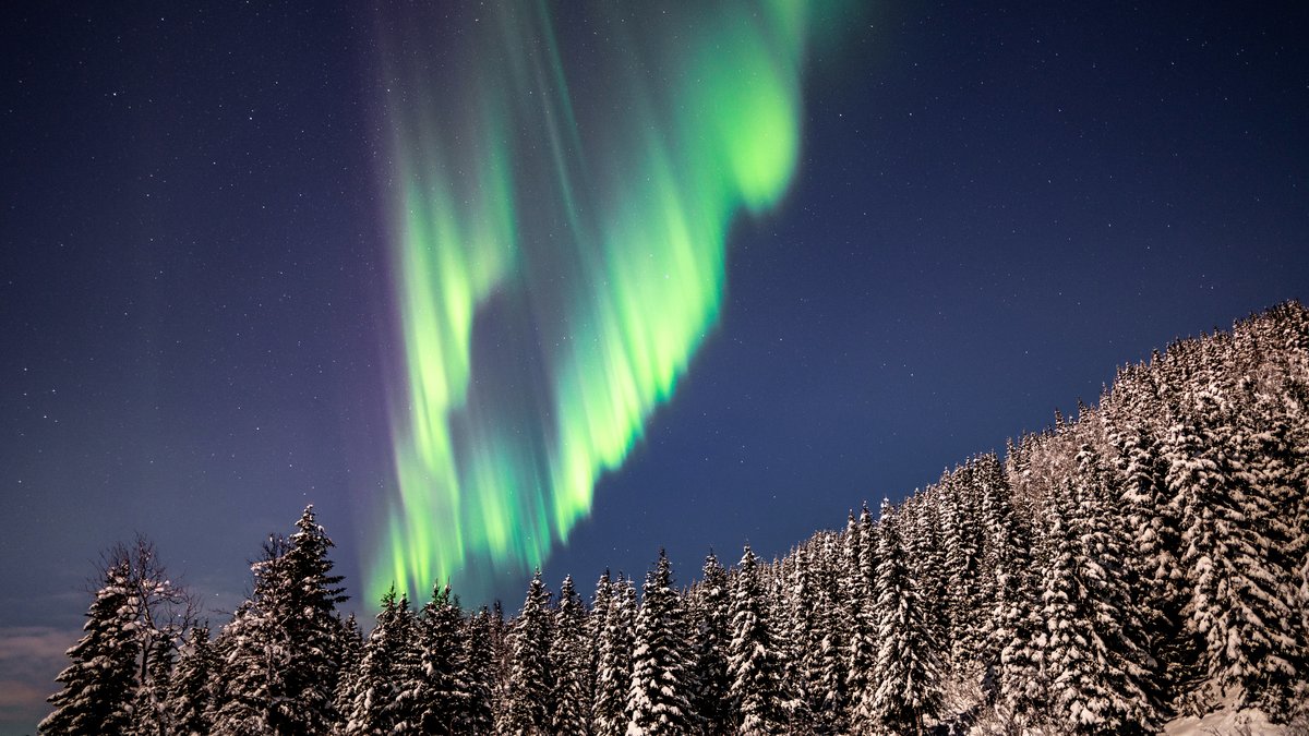 Vivid green northern lights over a snowy forest.