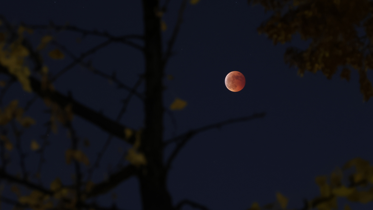 Total lunar eclipse with a reddish moon in a dark sky, framed by silhouettes of tree branches and sparse leaves.