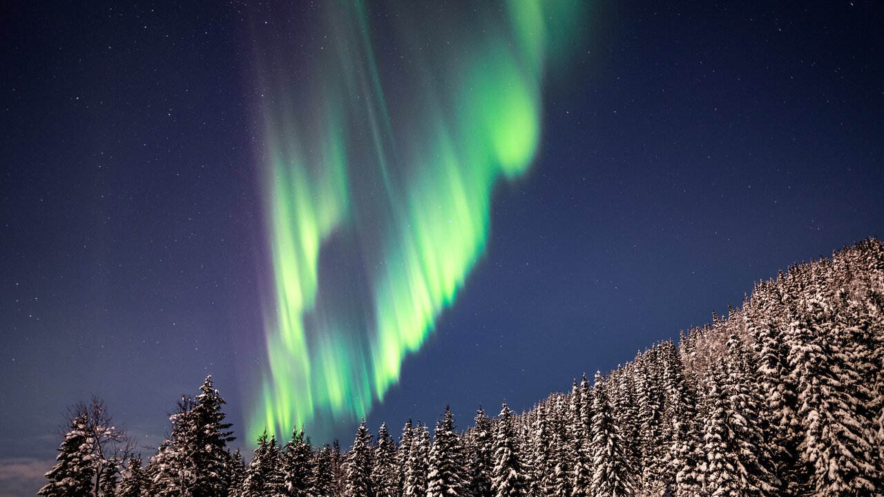 Vivid green northern lights over a snowy forest. 