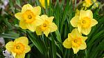 Close-up image of yellow daffodils.