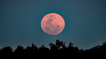 Big orange Full Moon above trees on a dark sky. Sunset with a Super Full Moon at Woy Woy Waterfront on the Central Coast, NSW, Australia.