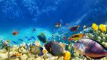 Beautiful biodiversity of a coral reef