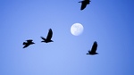 Crows flying across the sky in front of a Full Moon.