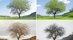 A tree changing through the four seasons.