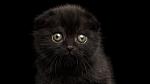 Freitag der 13. Symbolbild: Schwarzes Kätzchen vor schwarzem Hintergrund