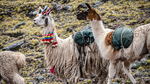 A pack of Llamas carry cargo along a remote Andean mountain trail in the Cordillera Vilcanota.
