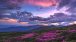 Mountainside filled with pink flowers under a pink sunset sky.