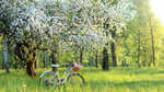 Grüne Graslandschaft mit blühendem Obstbaum und altmodischem Fahrrad.