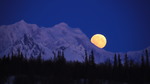 A big yellow Full Moon setting behind snowy Alaska Range mountains near Denali with pine trees in the foreground.