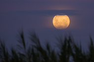 A big, yellow Full Moon partially covered with clouds rising over a field of grains out of focus.