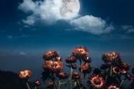 Full Moon behind blooming flowers. 