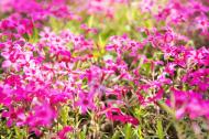 Pink wild ground phlox are a native flower to North America. 
