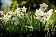 daffodils
