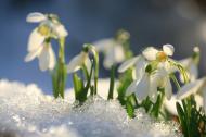 Snowdrops growing up trough the snow. 