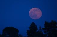 Strawberry Full Moon is also known as Rose Moon. 