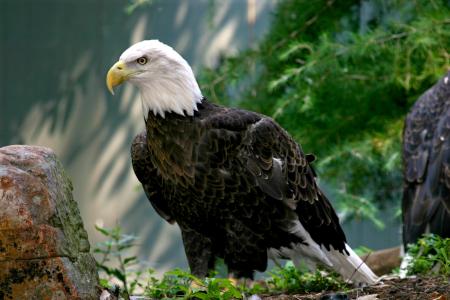 The American Bald Eagle is a national symbol in the United States.