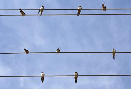 Swallows on a wire.