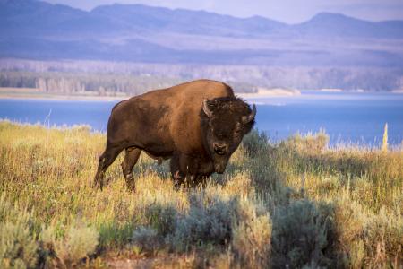 American bison.
