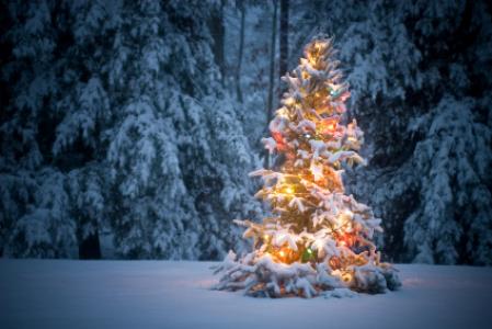 Geschmückter Weihnachtsbaum im verschneiten Wald
